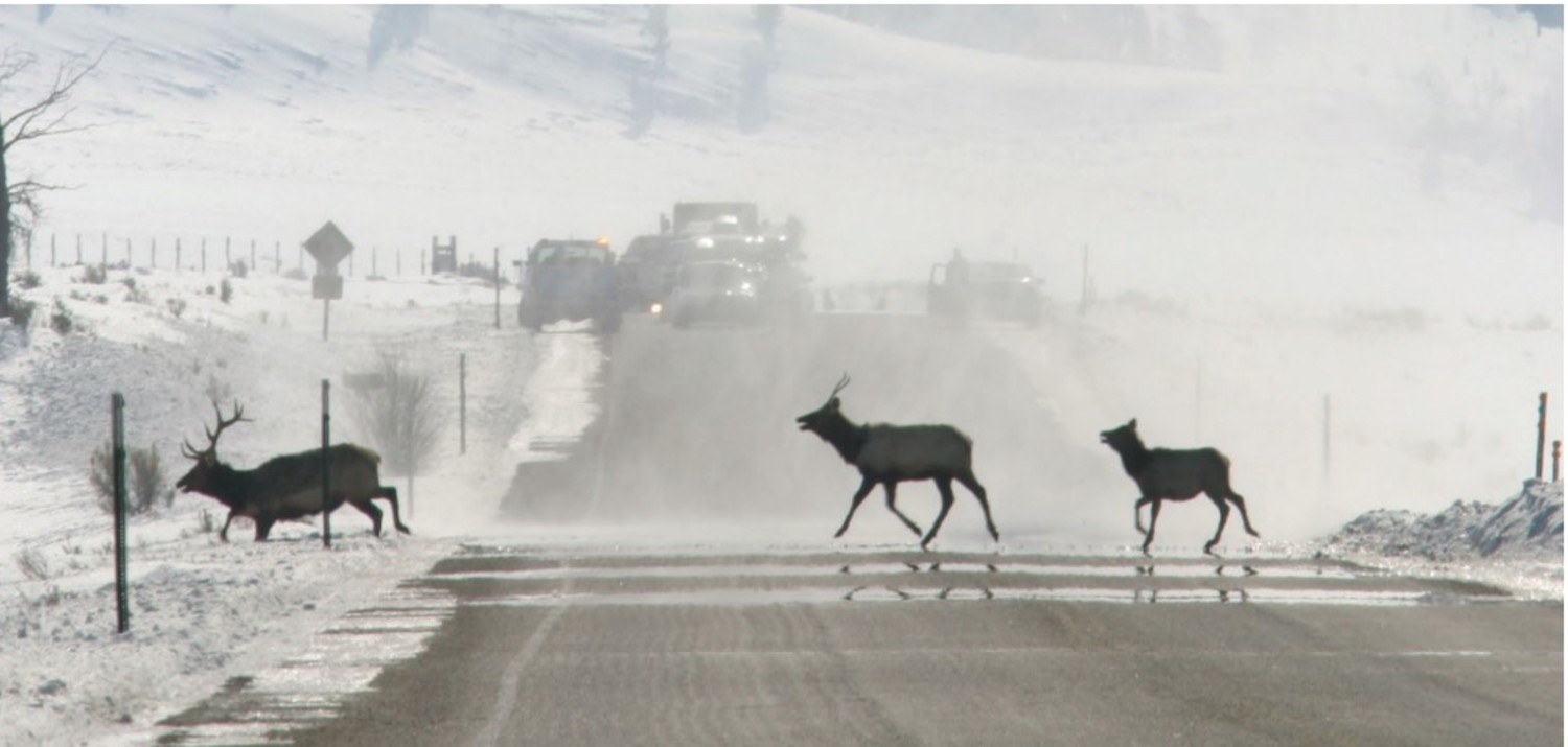Featured image for Teton County Wildlife Crossings 