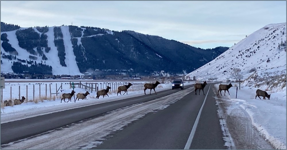 Many elk crossing road 